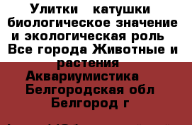 Улитки – катушки: биологическое значение и экологическая роль - Все города Животные и растения » Аквариумистика   . Белгородская обл.,Белгород г.